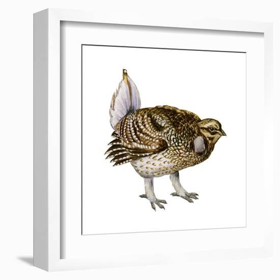 Sharp-Tailed Grouse (Tympanuchus Phasianellus), Birds-Encyclopaedia Britannica-Framed Art Print