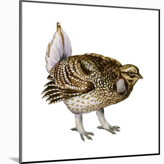 Sharp-Tailed Grouse (Tympanuchus Phasianellus), Birds-Encyclopaedia Britannica-Mounted Art Print