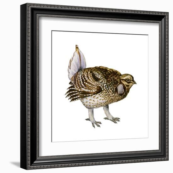 Sharp-Tailed Grouse (Tympanuchus Phasianellus), Birds-Encyclopaedia Britannica-Framed Art Print