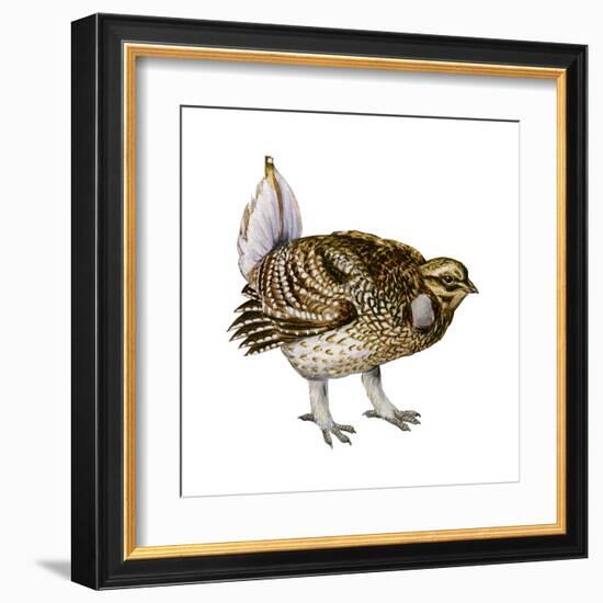 Sharp-Tailed Grouse (Tympanuchus Phasianellus), Birds-Encyclopaedia Britannica-Framed Art Print