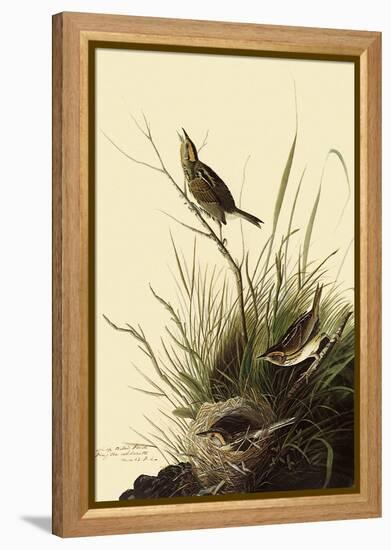 Sharp-Tailed Sparrows-John James Audubon-Framed Premier Image Canvas