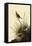 Sharp-Tailed Sparrows-John James Audubon-Framed Premier Image Canvas