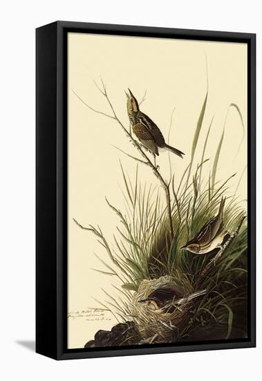 Sharp-Tailed Sparrows-John James Audubon-Framed Premier Image Canvas