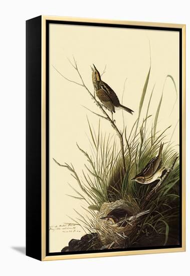 Sharp-Tailed Sparrows-John James Audubon-Framed Premier Image Canvas