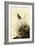 Sharp-Tailed Sparrows-John James Audubon-Framed Giclee Print