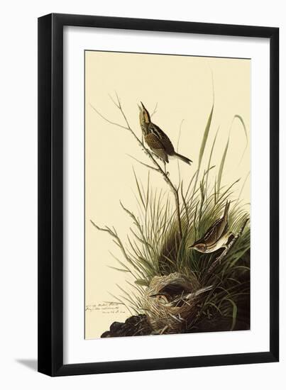 Sharp-Tailed Sparrows-John James Audubon-Framed Giclee Print