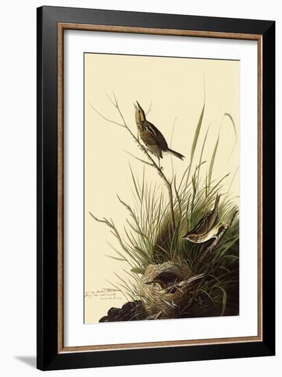 Sharp-Tailed Sparrows-John James Audubon-Framed Giclee Print