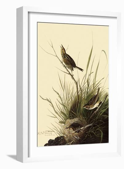 Sharp-Tailed Sparrows-John James Audubon-Framed Giclee Print