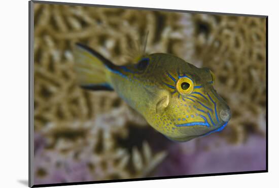 Sharpnose Puffer (Canthigaster Rostrata) Displaying Bright Colours Including A Bright Blue Flap-Alex Mustard-Mounted Photographic Print