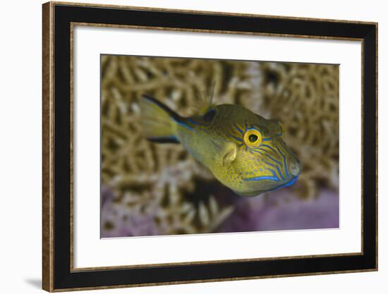 Sharpnose Puffer (Canthigaster Rostrata) Displaying Bright Colours Including A Bright Blue Flap-Alex Mustard-Framed Photographic Print