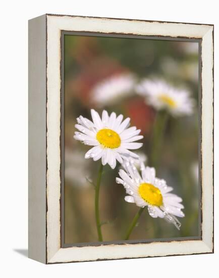 Shasta Daisies (Leucanthemum X Superbum)-Maria Mosolova-Framed Premier Image Canvas