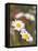 Shasta Daisies (Leucanthemum X Superbum)-Maria Mosolova-Framed Premier Image Canvas