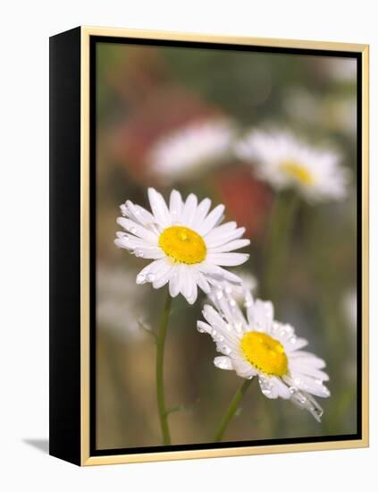 Shasta Daisies (Leucanthemum X Superbum)-Maria Mosolova-Framed Premier Image Canvas