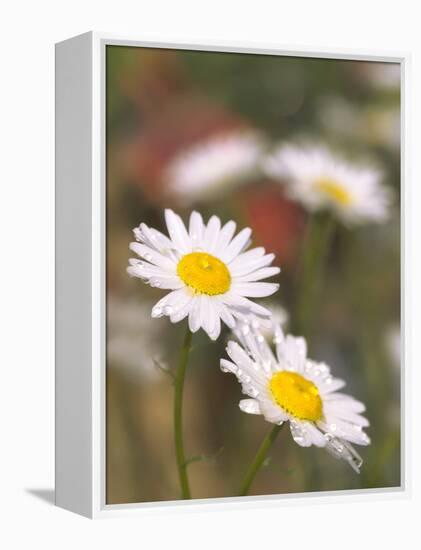 Shasta Daisies (Leucanthemum X Superbum)-Maria Mosolova-Framed Premier Image Canvas