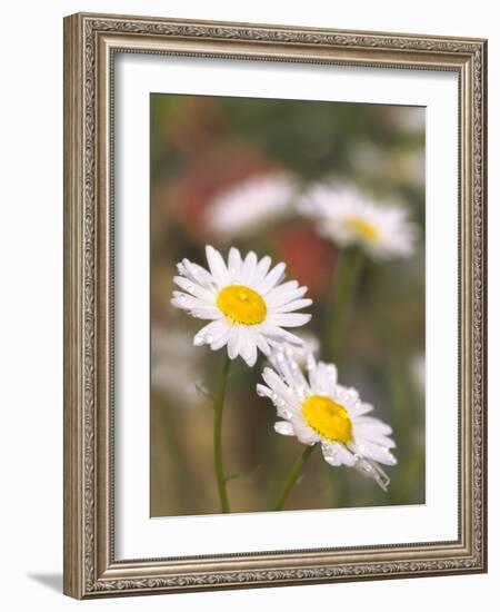 Shasta Daisies (Leucanthemum X Superbum)-Maria Mosolova-Framed Photographic Print