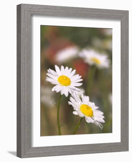 Shasta Daisies (Leucanthemum X Superbum)-Maria Mosolova-Framed Photographic Print