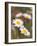 Shasta Daisies (Leucanthemum X Superbum)-Maria Mosolova-Framed Photographic Print