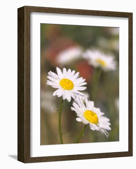 Shasta Daisies (Leucanthemum X Superbum)-Maria Mosolova-Framed Photographic Print