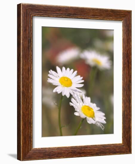 Shasta Daisies (Leucanthemum X Superbum)-Maria Mosolova-Framed Photographic Print