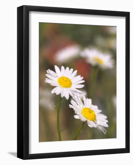 Shasta Daisies (Leucanthemum X Superbum)-Maria Mosolova-Framed Photographic Print