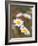 Shasta Daisies (Leucanthemum X Superbum)-Maria Mosolova-Framed Photographic Print