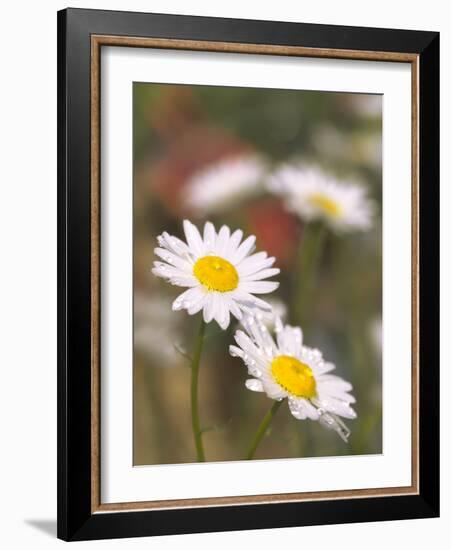 Shasta Daisies (Leucanthemum X Superbum)-Maria Mosolova-Framed Photographic Print