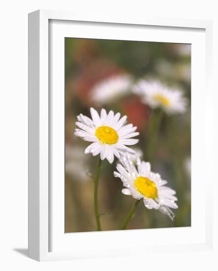 Shasta Daisies (Leucanthemum X Superbum)-Maria Mosolova-Framed Photographic Print