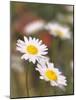 Shasta Daisies (Leucanthemum X Superbum)-Maria Mosolova-Mounted Photographic Print