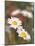 Shasta Daisies (Leucanthemum X Superbum)-Maria Mosolova-Mounted Photographic Print