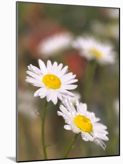 Shasta Daisies (Leucanthemum X Superbum)-Maria Mosolova-Mounted Photographic Print