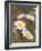 Shasta Daisies (Leucanthemum X Superbum)-Maria Mosolova-Framed Photographic Print