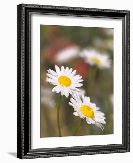 Shasta Daisies (Leucanthemum X Superbum)-Maria Mosolova-Framed Photographic Print