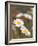 Shasta Daisies (Leucanthemum X Superbum)-Maria Mosolova-Framed Photographic Print