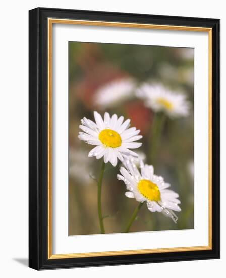 Shasta Daisies (Leucanthemum X Superbum)-Maria Mosolova-Framed Photographic Print