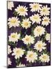Shasta Daisies-Mary Russel-Mounted Giclee Print