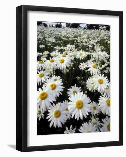 Shasta Daisy Crop, near Silverton, Oregon, USA-Darrell Gulin-Framed Photographic Print