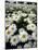 Shasta Daisy Crop, near Silverton, Oregon, USA-Darrell Gulin-Mounted Photographic Print