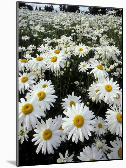 Shasta Daisy Crop, near Silverton, Oregon, USA-Darrell Gulin-Mounted Photographic Print