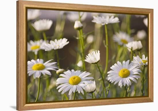 Shasta Daisy (Leucanthemum 'Filigran')-Maria Mosolova-Framed Premier Image Canvas