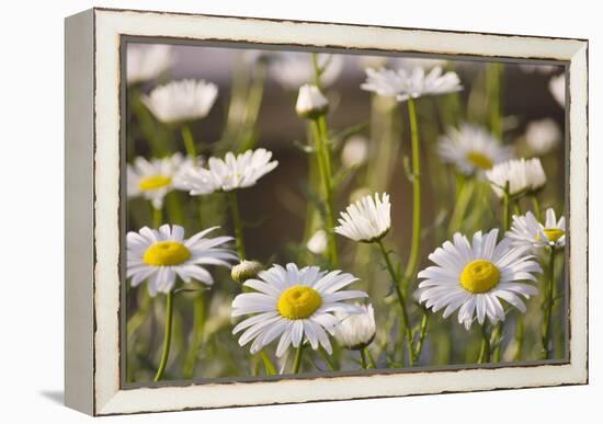 Shasta Daisy (Leucanthemum 'Filigran')-Maria Mosolova-Framed Premier Image Canvas