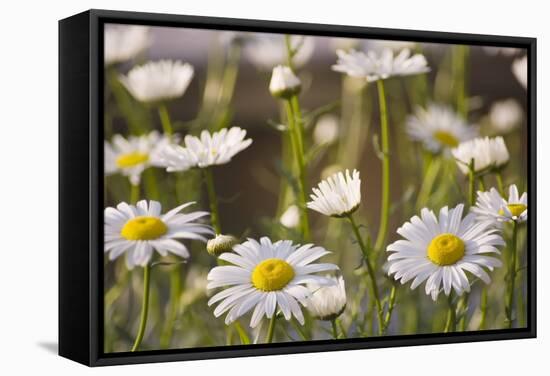 Shasta Daisy (Leucanthemum 'Filigran')-Maria Mosolova-Framed Premier Image Canvas