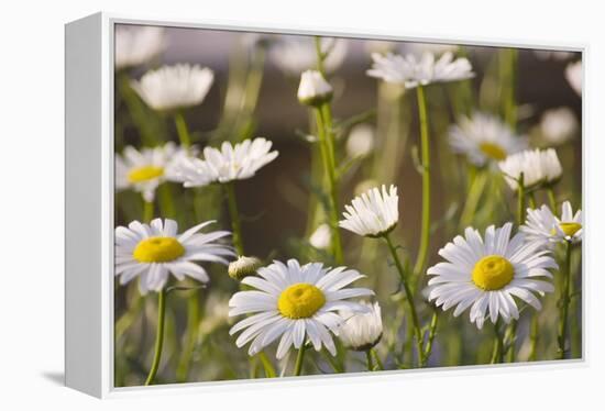 Shasta Daisy (Leucanthemum 'Filigran')-Maria Mosolova-Framed Premier Image Canvas