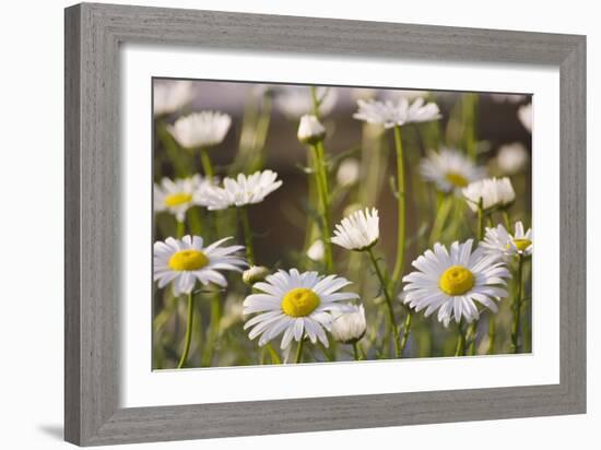 Shasta Daisy (Leucanthemum 'Filigran')-Maria Mosolova-Framed Photographic Print