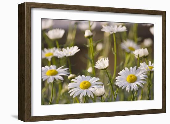 Shasta Daisy (Leucanthemum 'Filigran')-Maria Mosolova-Framed Photographic Print