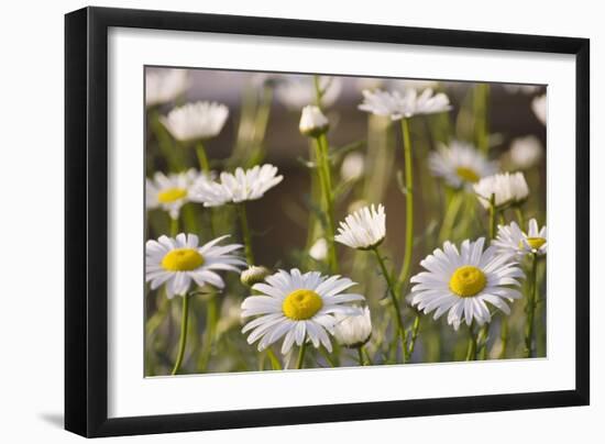 Shasta Daisy (Leucanthemum 'Filigran')-Maria Mosolova-Framed Photographic Print