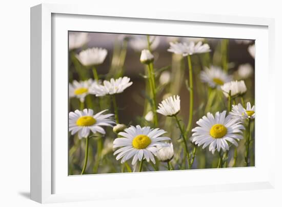 Shasta Daisy (Leucanthemum 'Filigran')-Maria Mosolova-Framed Photographic Print