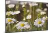 Shasta Daisy (Leucanthemum 'Filigran')-Maria Mosolova-Mounted Photographic Print