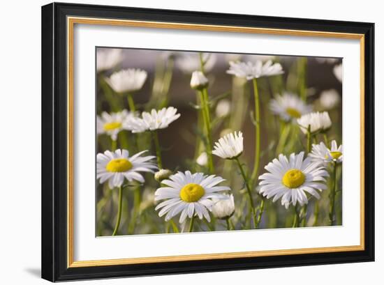 Shasta Daisy (Leucanthemum 'Filigran')-Maria Mosolova-Framed Photographic Print