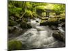 Shaugh Bridge, near Plympton, Dartmoor NP, Devon, UK-Ross Hoddinott-Mounted Photographic Print