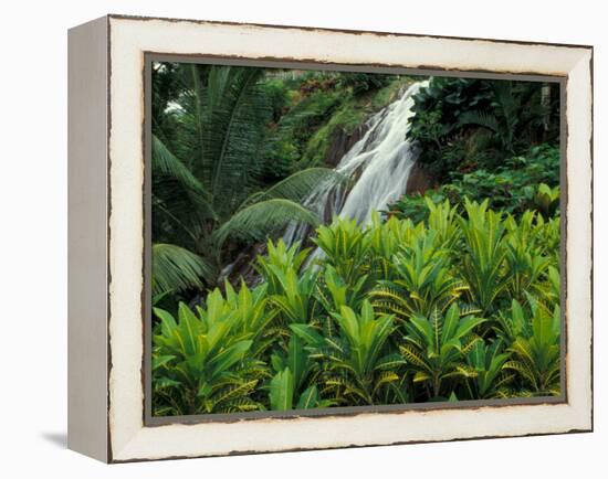 Shaw Park Gardens, Jamaica, Caribbean-Robin Hill-Framed Premier Image Canvas